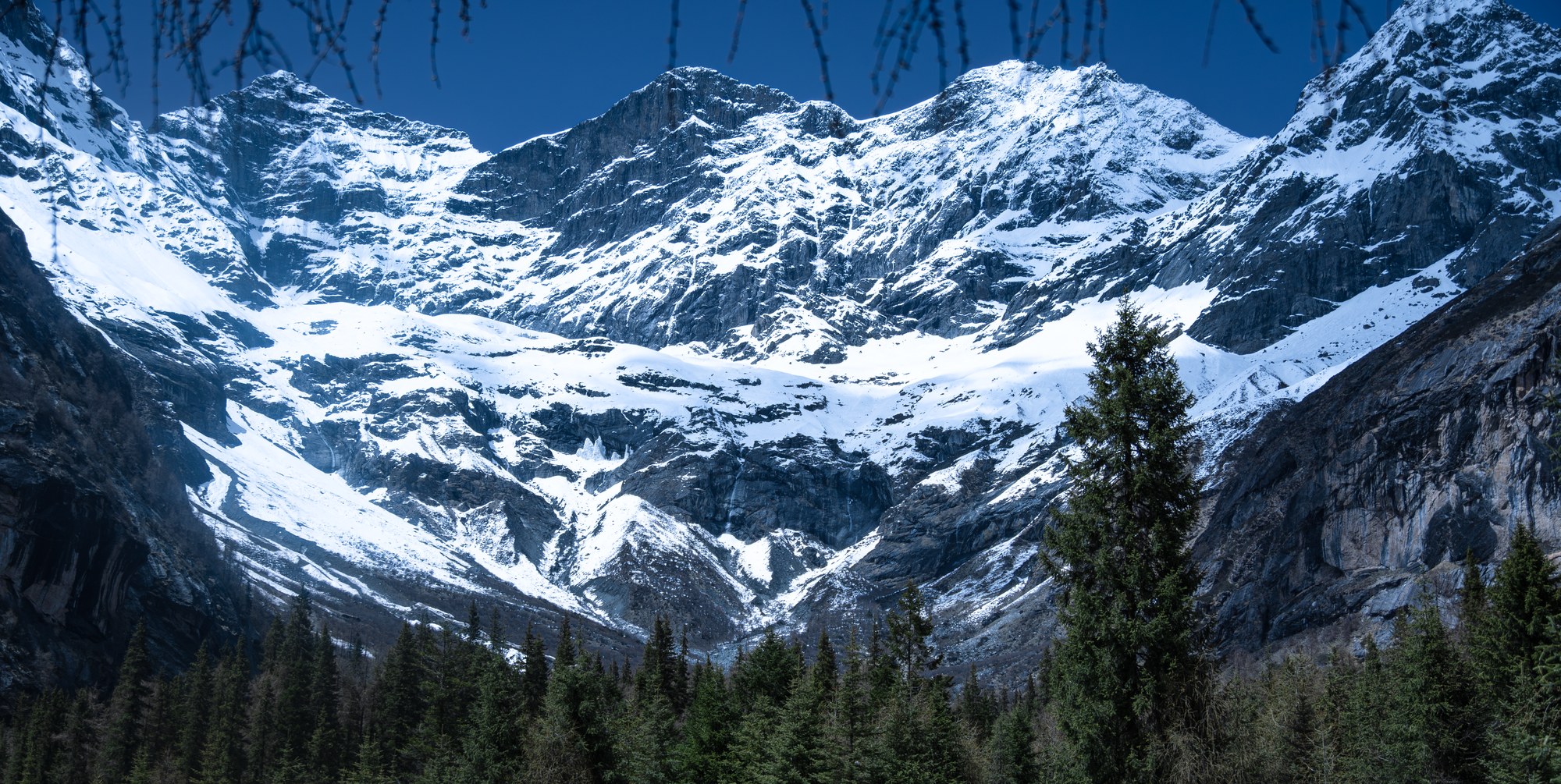 雪山与松林